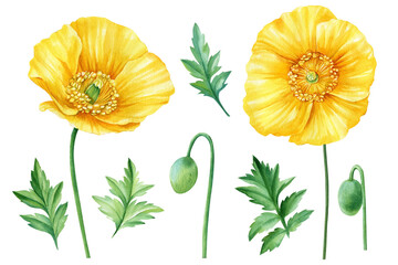 Poppies flowers. Hand painted watercolor. Floral illustration for design, Yellow poppy on an white background