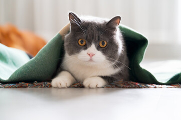 British shorthair cat lying on the ground under a blanket