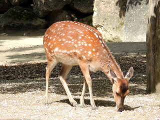 female roe deer animal standing in the sunlight         
