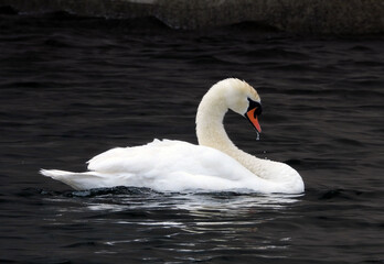 Obraz premium white swans swimming in the Danube river in Vienna, Austria 