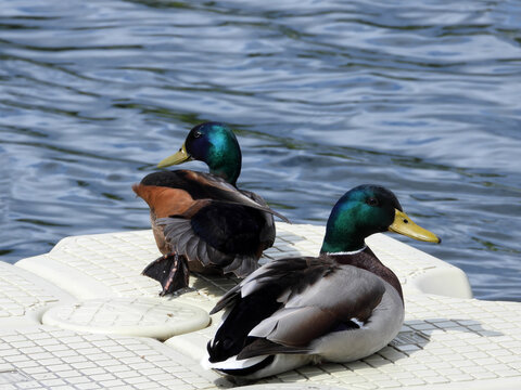 Portrait Of Wild Ducks Sitting And Swimming In The Danube River