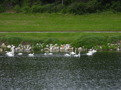 white swans swimming in the Danube river in Vienna, Austria   