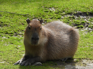 group of capybaras sitting by the lake in the sun   