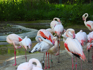 portrait of pink flamingos in the pond