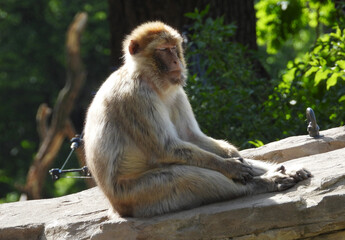 portrait of barbary macaque monkey