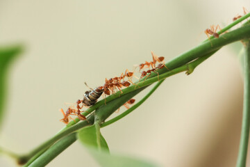 Red Ant's hard work for the family