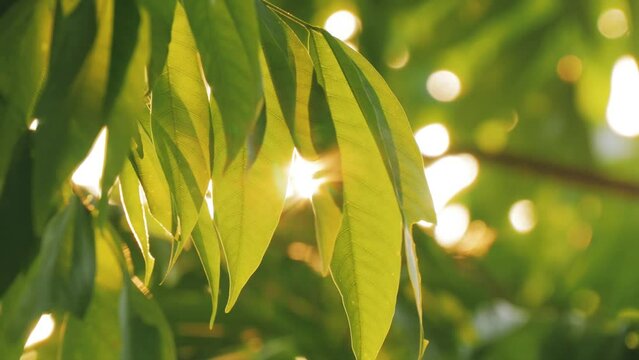 The green leaves on the branches swayed in the wind. A natural leaf background with bright summer sunshine.