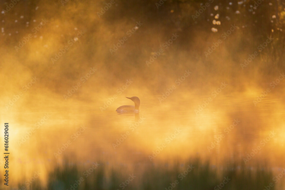 Wall mural Red throated loon in a misty forest lake in morning light