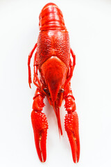 Crayfish on a white plate