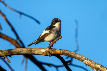 European pied flycatcher singing from a tree branch