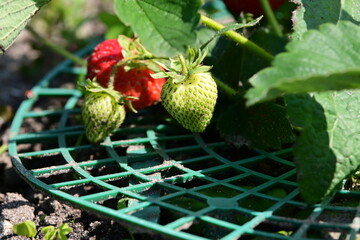 Erdbeere - Green - Red
