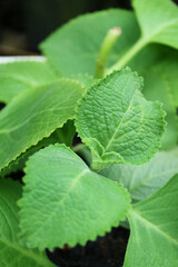Closeup of Pungency Cuban Oregano or Spanish Thyme Grown as Edible Ornamental Houseplants