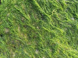 Sea grass on the rock A
