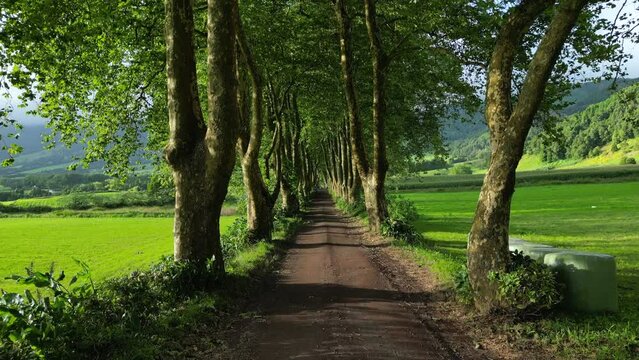 Long narrow road on the Azores, lined with trees and hydrangeas