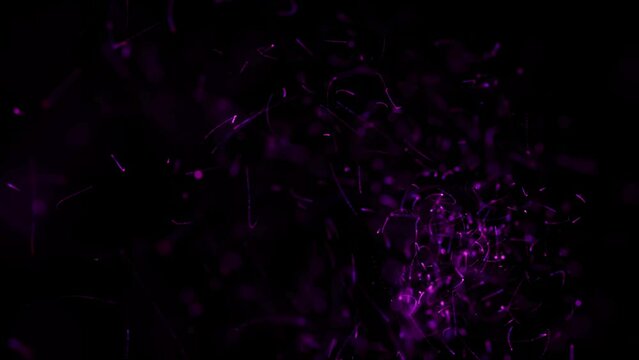 Flying sparks of blue-violet color motion as animated 3D abstract introduction decoration explosion on black background
