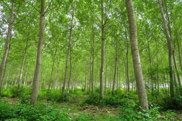 Poplars trees panorama landscape cultivation agriculture nature natural field leaves