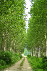 Poplars trees panorama landscape cultivation agriculture nature natural field leaves