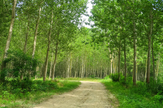 Poplars trees panorama landscape cultivation agriculture nature natural field leaves