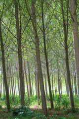 Fototapeta na wymiar Poplars trees panorama landscape cultivation agriculture nature natural field leaves