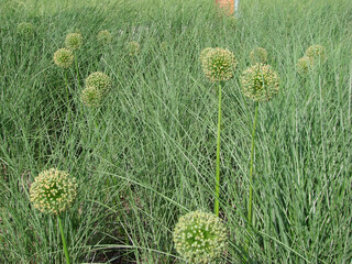 ornamental onion on among the grass