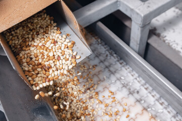 Raw ripe fresh brown pine nuts without shell on conveyor. Industrial organic food factory