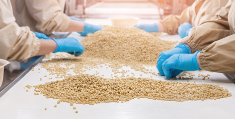 Worker controls quality of pine nuts on production line. Banner Industrial plant of organic food cedar cones