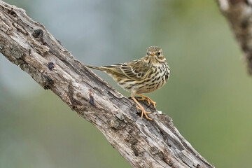 the meadow pipit in the branch