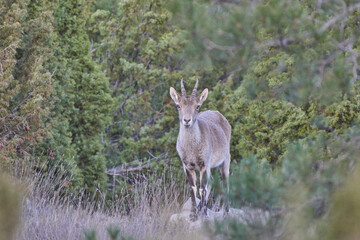 Hispanic mountain goat in the thick of the forest