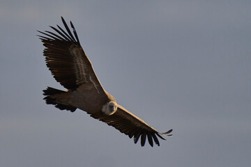 The grifon vulture flying over the gorge