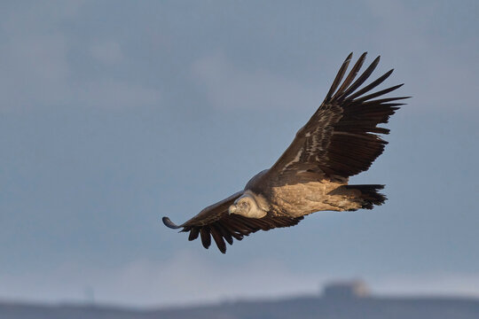 The grifon vulture flying over the gorge