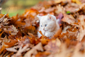 Katze, Kätzchen spiel im Herbst draußen im Garten im bunten Herbstlaub, 