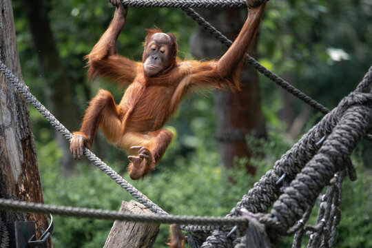 Bewegungsdrang - Orang-Utan Junges beim Klettern - Pongoland, Leipziger Zoo