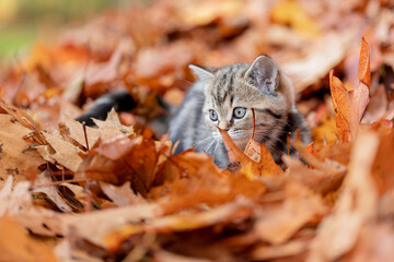 Katze, Kätzchen spiel im Herbst draußen im Garten im bunten Herbstlaub, 