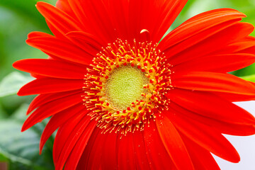 Isolated Macro Shot of Gerbera of Gelios Sort Flower Herbera.
