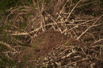 Giant anthill in the European forest.