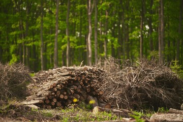 Deforestation. Stumps show that overexploitation leads to deforestation endangering the environment and sustainability. Pine tree forestry exploitation on a sunny day in the forests of Europe