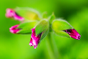 Closeup Macro Shot of Pelargonium or Garden Geranium Flowers of Jasper or Yashma Sort.