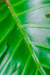 Dark green leaves of monstera or split-leaf philodendron (Monstera deliciosa) the tropical foliage houseplant © danmorgan12