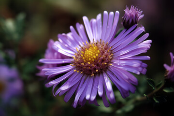 Fototapeta premium Aster Wallpaper, Generative AI