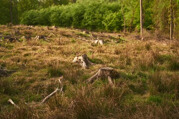 Deforestation is a threat to the environment and sustainability. The stumps of the cut-down trees. Damage caused by human activities