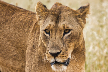 Lion Closeup