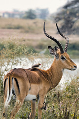 impala in the savannah