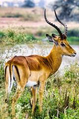 impala in the savannah