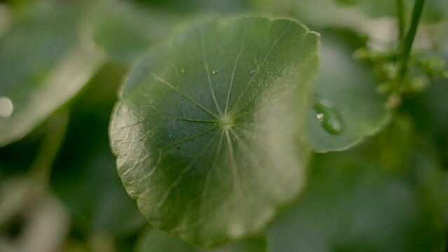 greenery umbrella shape leaf of water pennyworth with rain drops