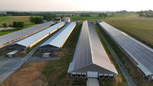Aerial rising shot of poultry farm barns with solar panels on roof. Agriculture green energy, clean electricity theme.
