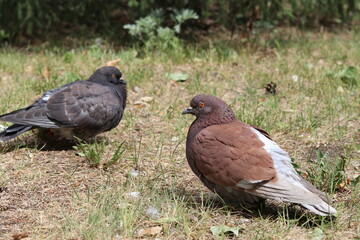 pigeon on the ground