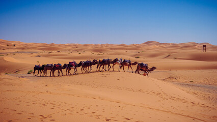 Fototapeta na wymiar Camel caravan in the desert Sahara in Morocco