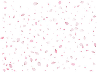 Flying Spring Sakura.