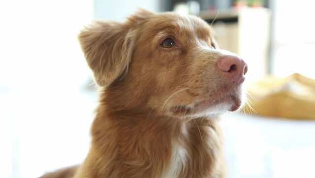 Dog Nova Scotia Duck Tolling Retriever lies in a bright room. Toller turns his head, follows his owner. Pet close-up. Red dog on a white floor.