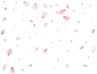 Flying Spring Cherry.